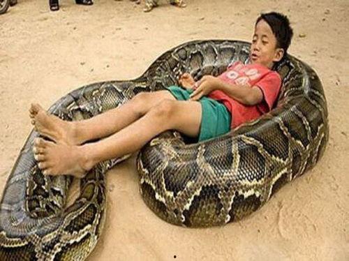 大蟒蛇照片,大蟒蛇的生态画卷