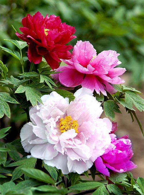 芙蓉的图片,自然之美与人文情怀的交融